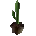 Icon of Wonderful Cactus